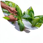 HydroLife: Growing Greener Futures - Urban Gardening Guide-0