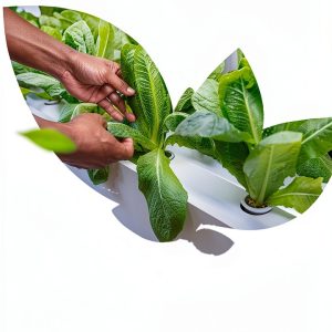 HydroLife: Growing Greener Futures - Urban Gardening Guide-0
