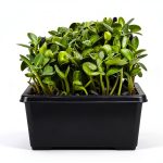 Urban Gardening Guide for Beginners by Amazon Kindle-0