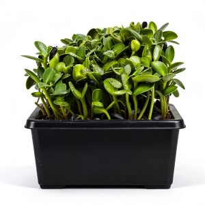 Urban Gardening Guide for Beginners by Amazon Kindle-0