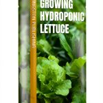 Urban Vegetable Gardening: Hydroponic Basics for Teens - GreenThumb-0